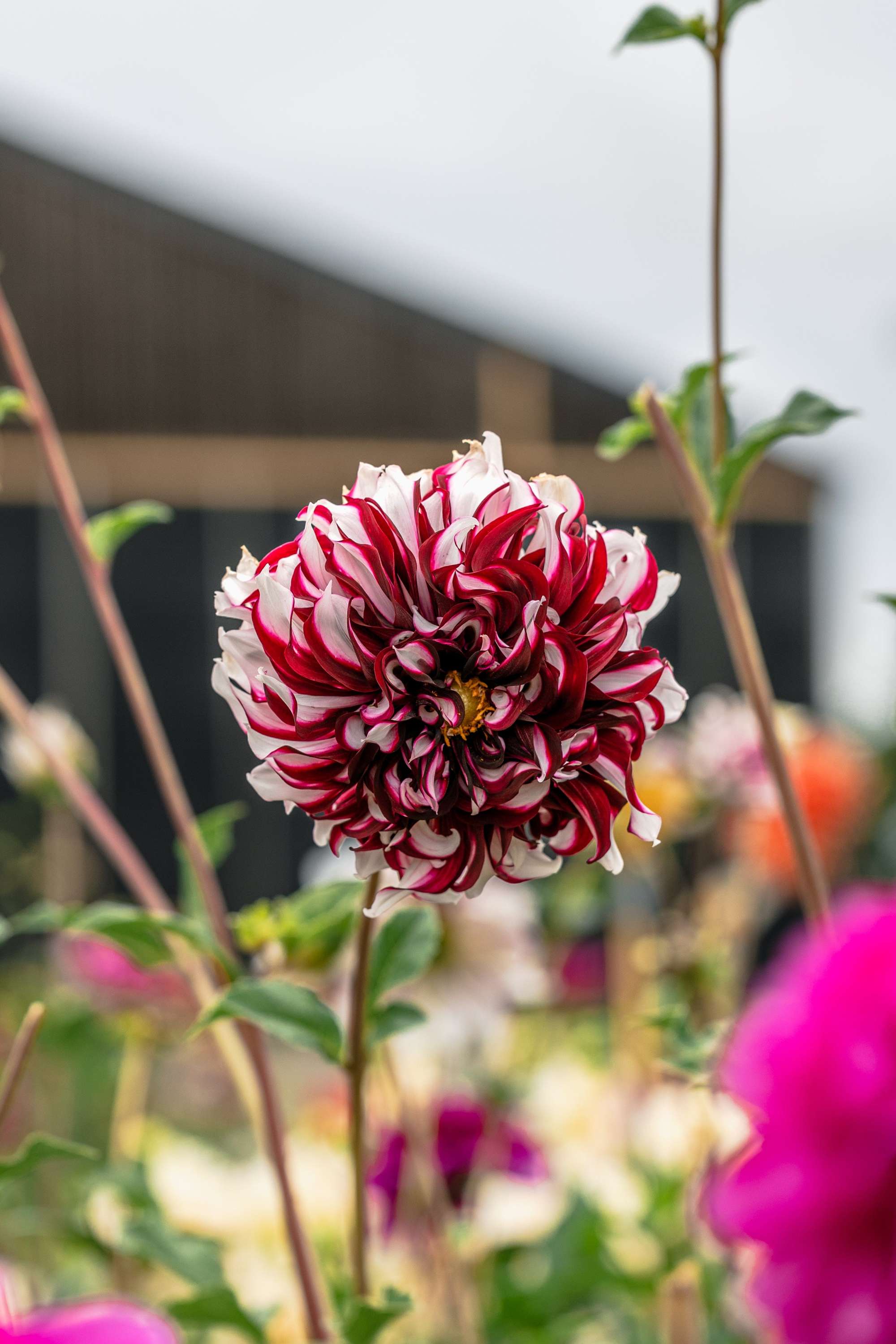 Dahlia 'Tartan'